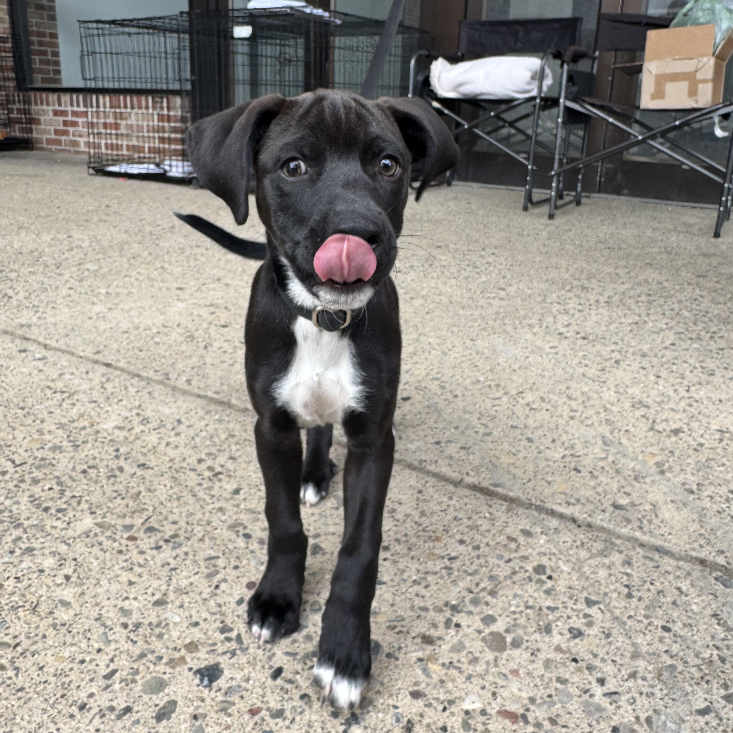 Norbit, an adopted mixed breed in Kutztown, PA image 2/6