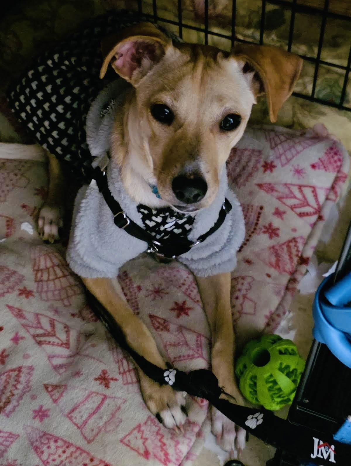 WinonaRyder, Adoptable, Puppy Female Chihuahua & Jack Russell Terrier.