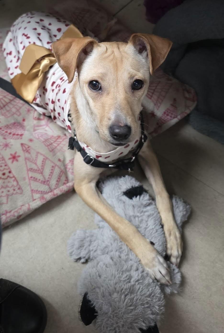 WinonaRyder, Adoptable, Puppy Female Chihuahua & Jack Russell Terrier.