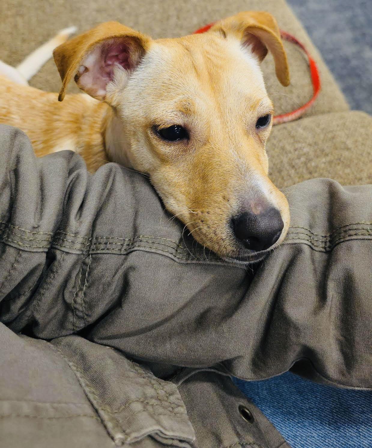 WinonaRyder, a Adoptable mixed breed in St. Cloud, MN image 3/3