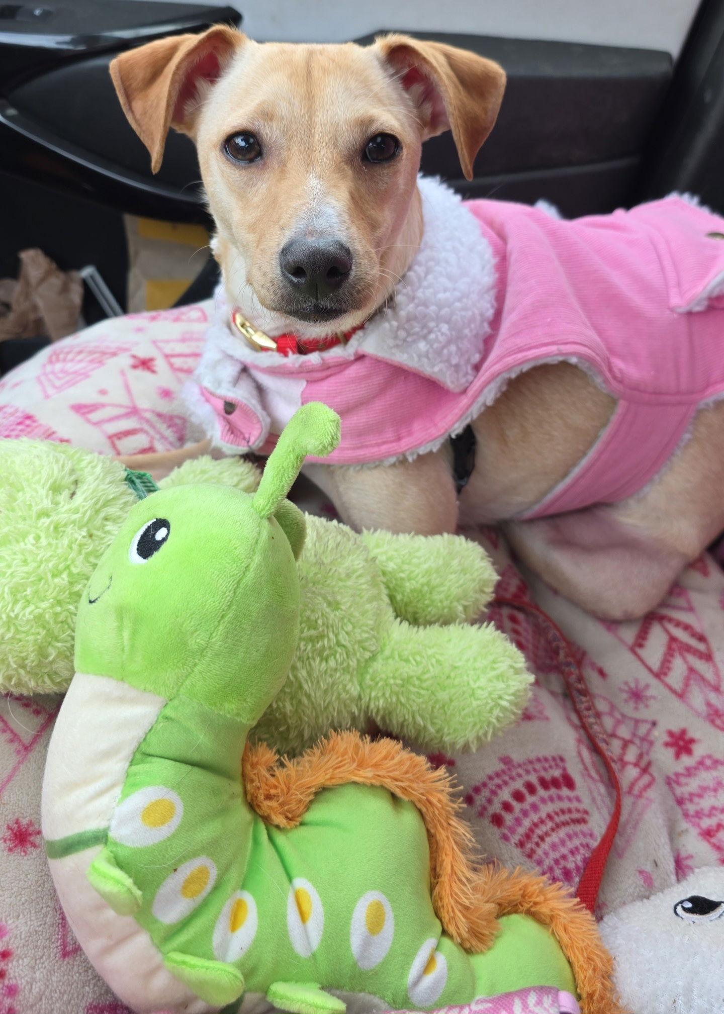 Enlarge WinonaRyder, a Adoptable mixed breed in St. Cloud, MN image 3/3