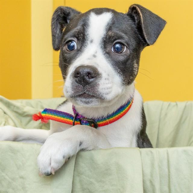 TIMBER, Adoptable, Puppy Male Labrador Retriever & Mixed Breed.