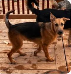 CLARENCE, Adoptable, Young Male German Shepherd Dog.
