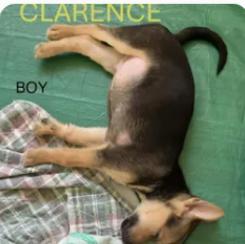 Enlarge CLARENCE, a Adoptable mixed breed in Jerome, ID image 2/3