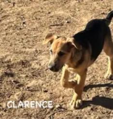 Enlarge CLARENCE, a Adoptable mixed breed in Jerome, ID image 3/3