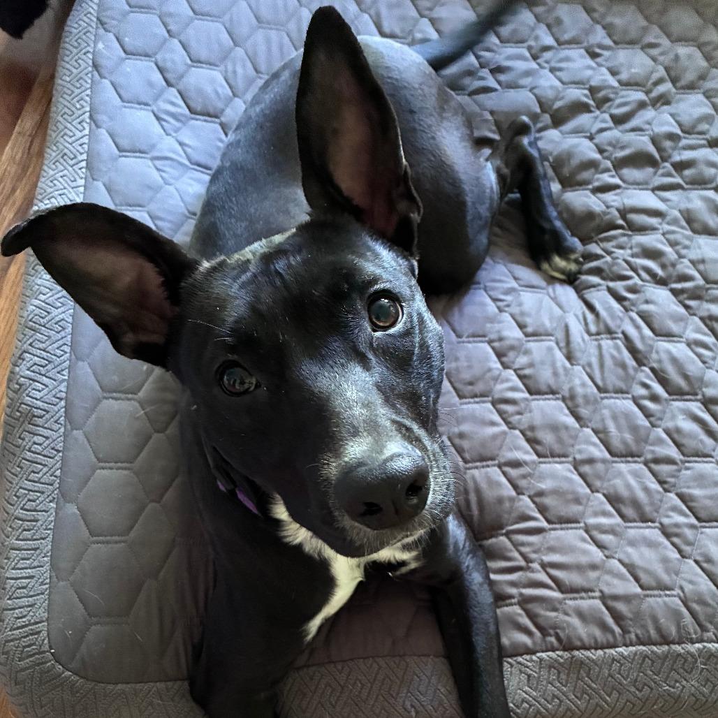 Jessi D9816, Adoptable, Young Female Labrador Retriever & Jack Russell Terrier.