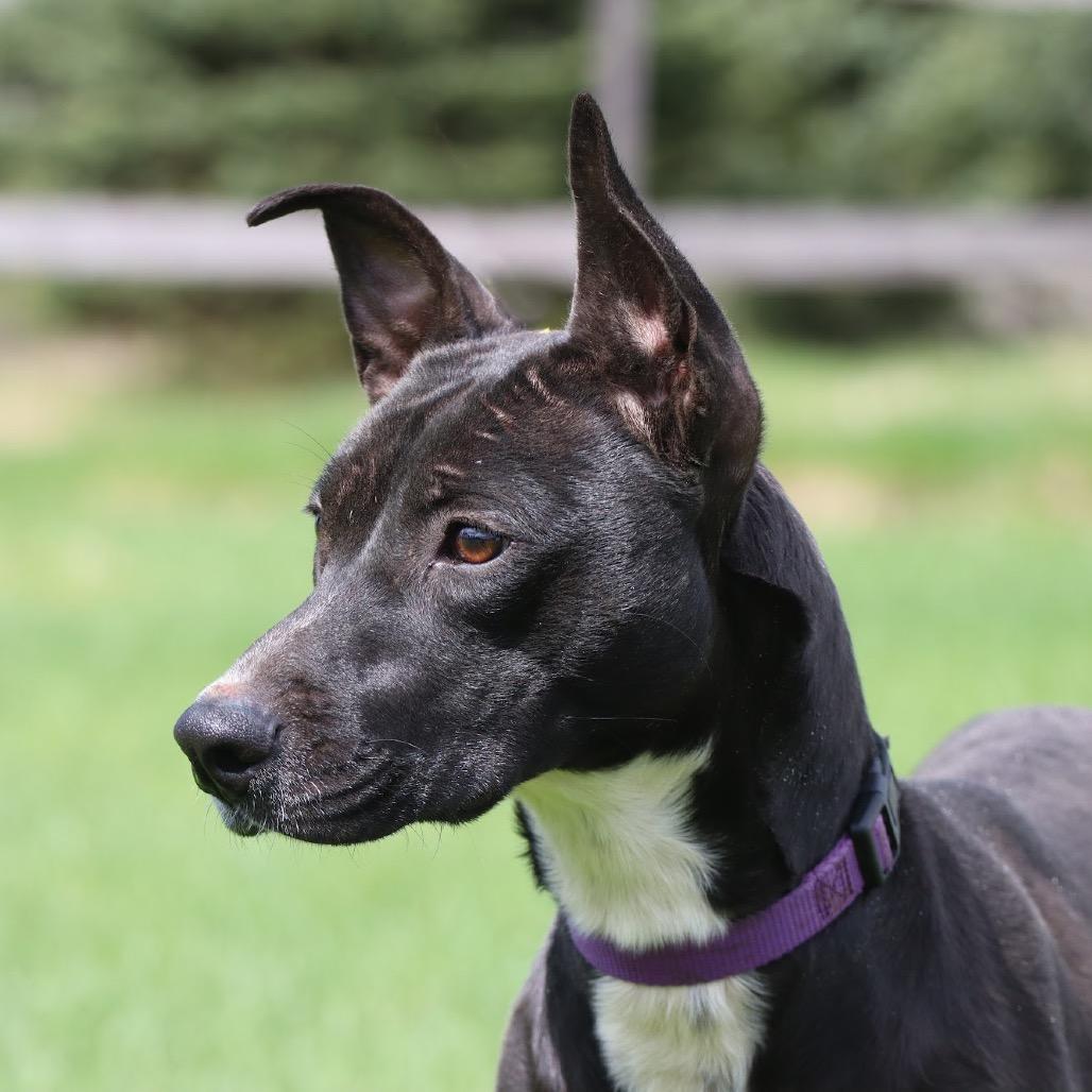 Jessi D9816, a Adoptable mixed breed in Princeton, MN image 2/6