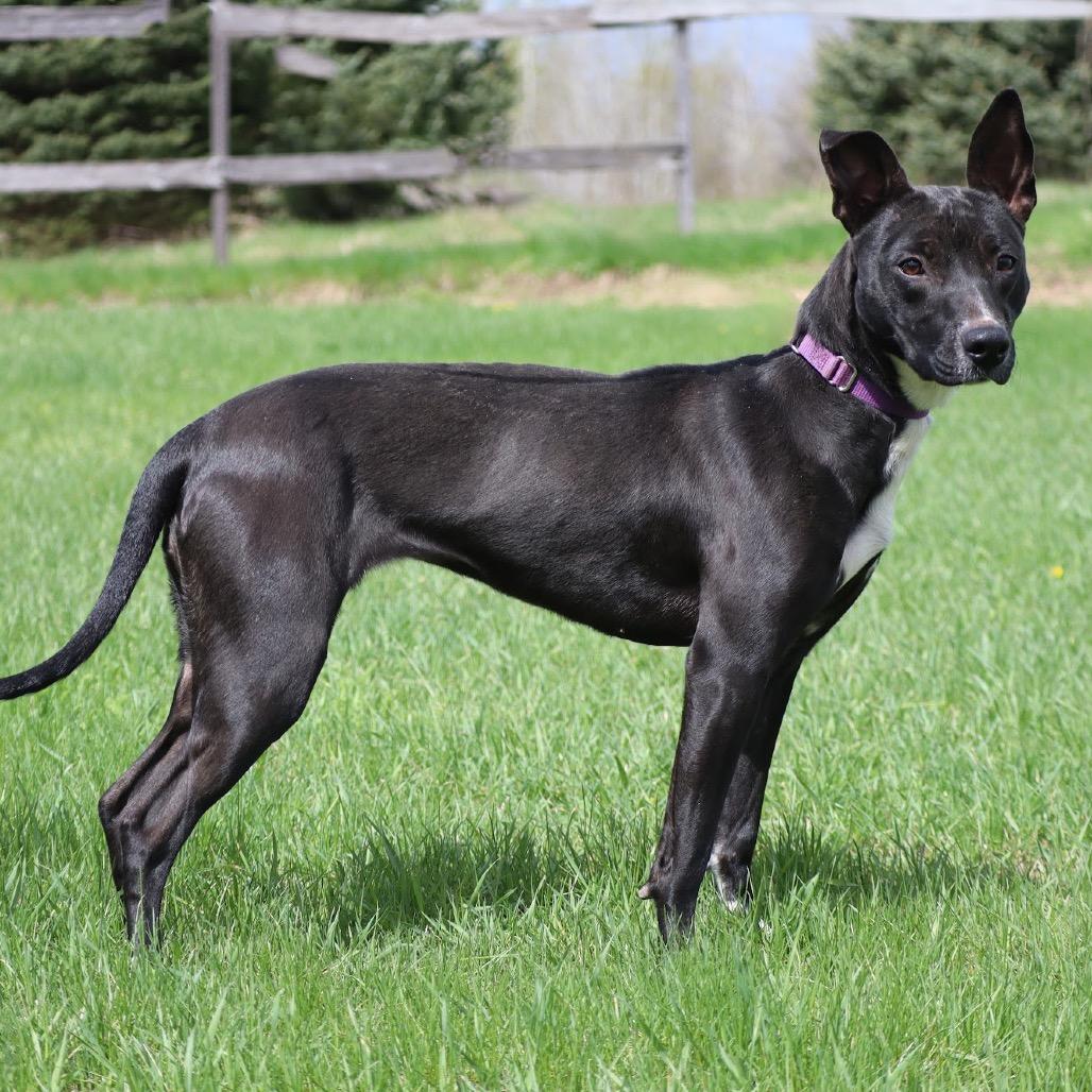 Jessi D9816, a Adoptable mixed breed in Princeton, MN image 3/6