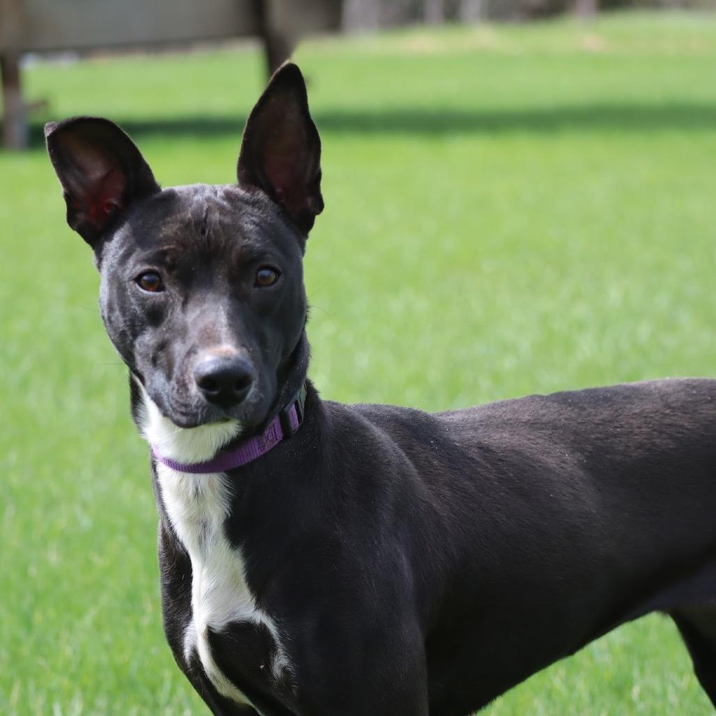 Jessi D9816, a Adoptable mixed breed in Princeton, MN image 4/6