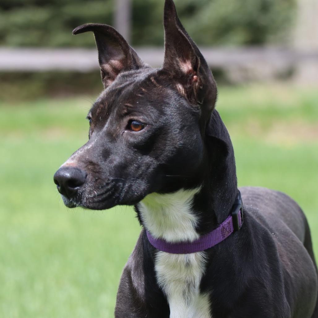 Jessi D9816, a Adoptable mixed breed in Princeton, MN image 5/6