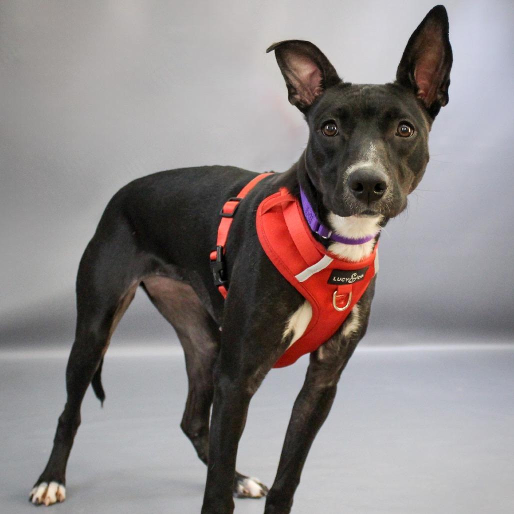 Jessi D9816, a Adoptable mixed breed in Princeton, MN image 6/6
