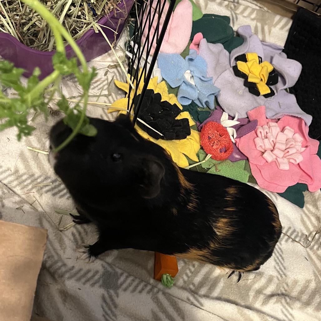 Enlarge Mocha (and Cappuccino), a Adoptable Guinea Pig in Columbia, MO image 1/6