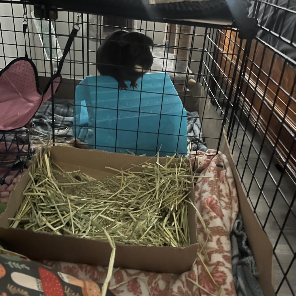 Enlarge Mocha (and Cappuccino), a Adoptable Guinea Pig in Columbia, MO image 2/6
