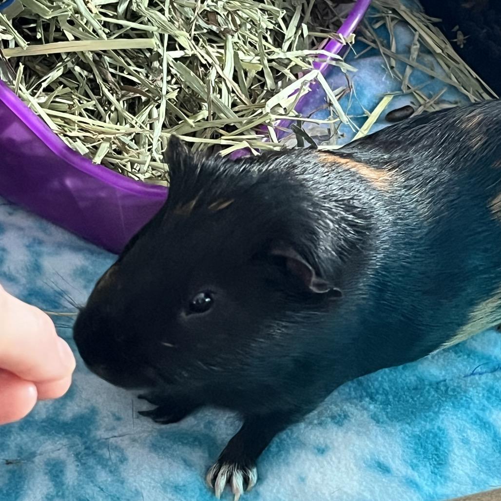 Enlarge Mocha (and Cappuccino), a Adoptable Guinea Pig in Columbia, MO image 3/6