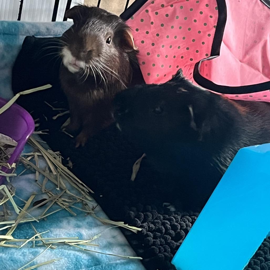 Enlarge Mocha (and Cappuccino), a Adoptable Guinea Pig in Columbia, MO image 4/6
