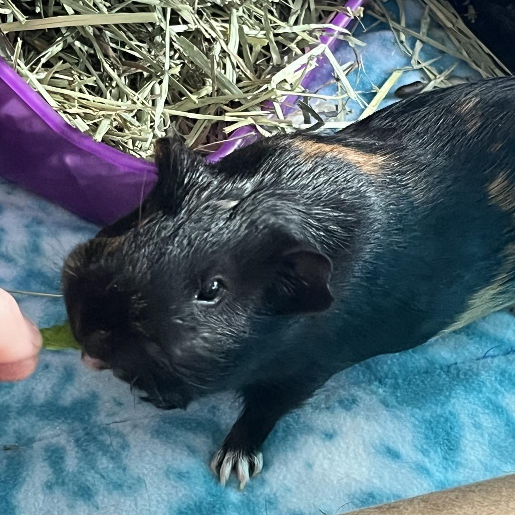 Enlarge Mocha (and Cappuccino), a Adoptable Guinea Pig in Columbia, MO image 5/6