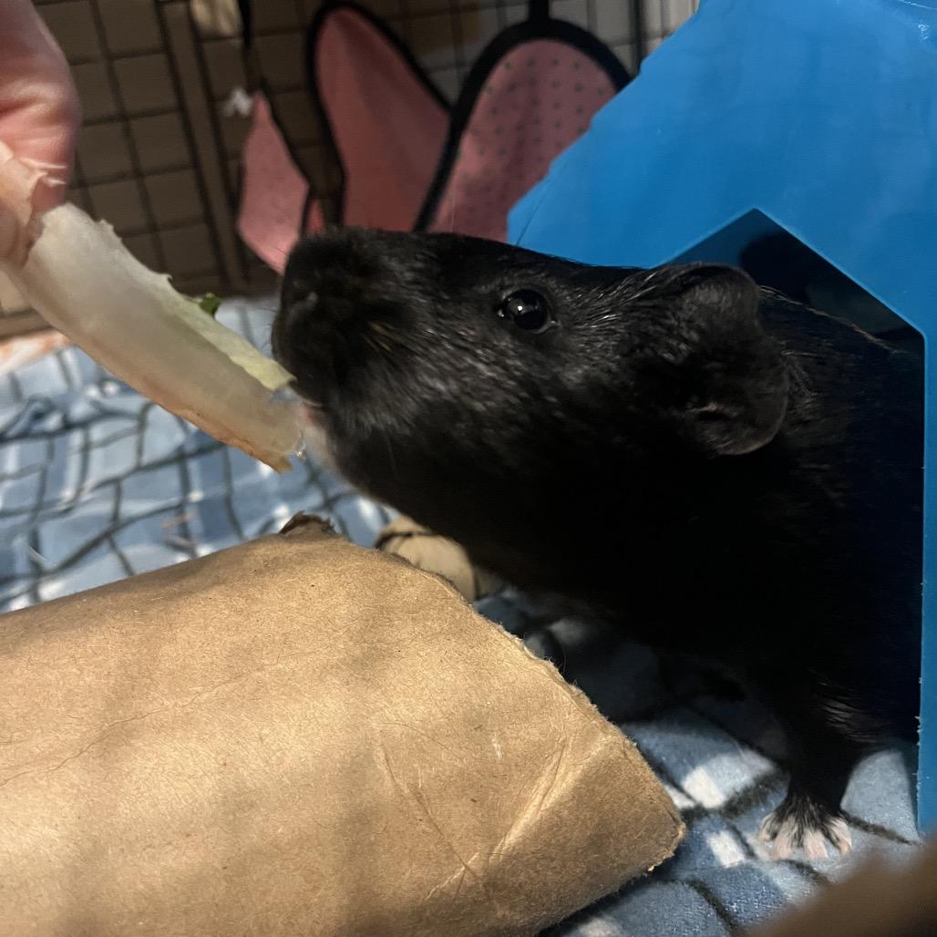 Enlarge Mocha (and Cappuccino), a Adoptable Guinea Pig in Columbia, MO image 6/6