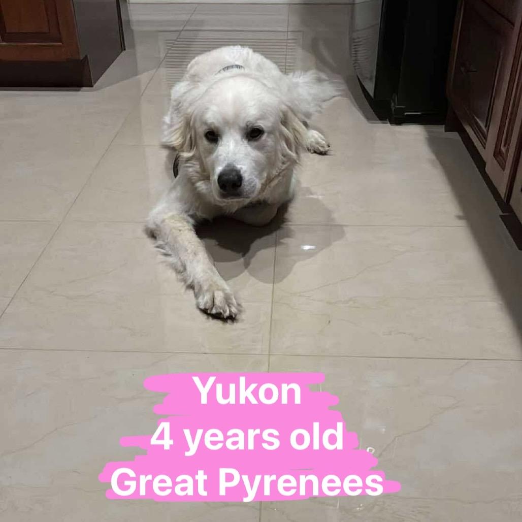 Yukon, Adoptable, Adult Female Great Pyrenees.
