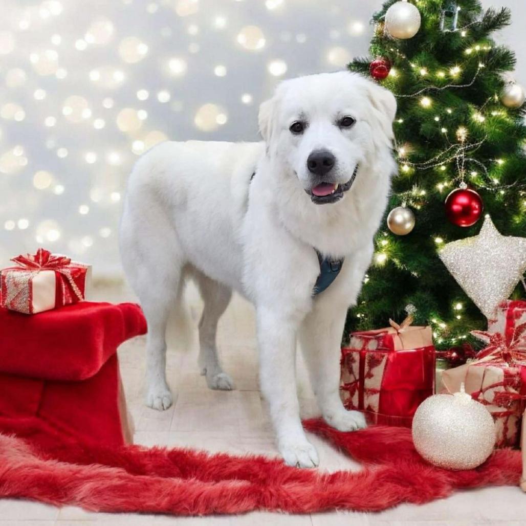 Yukon, a Adoptable Great Pyrenees in Tampa, FL image 2/2