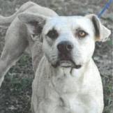 St. Patrick, Adoptable, Adult Male Mixed Breed.