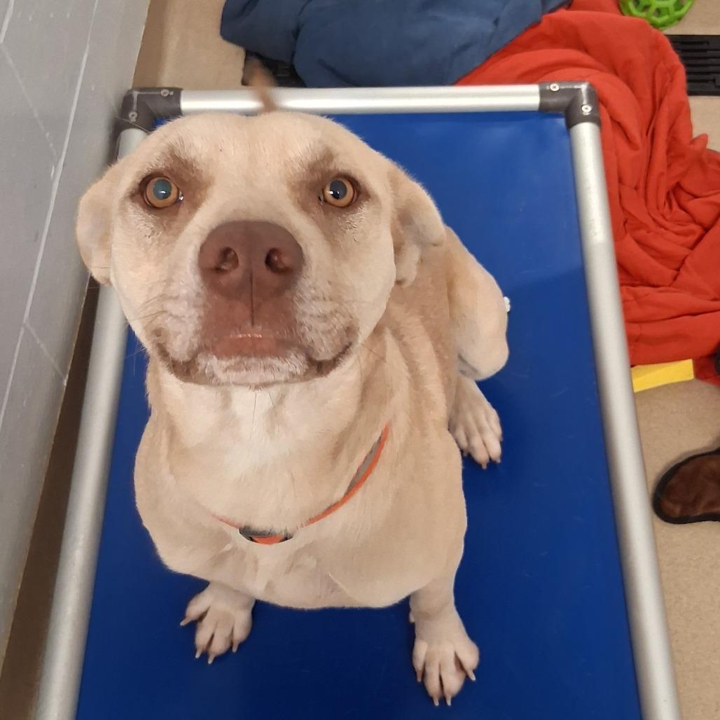 Enlarge St. Patrick, a Adoptable Mixed Breed in West Palm Beach, FL image 2/2