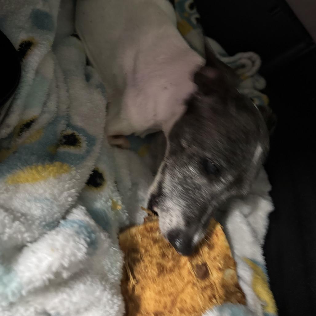 Busted Biscuits (BB), a Adoptable mixed breed in North Port, FL image 2/6