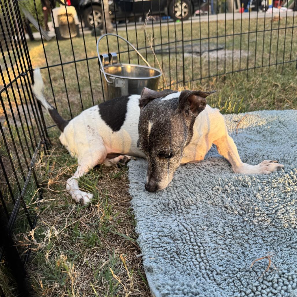 Busted Biscuits (BB), a Adoptable mixed breed in North Port, FL image 3/6