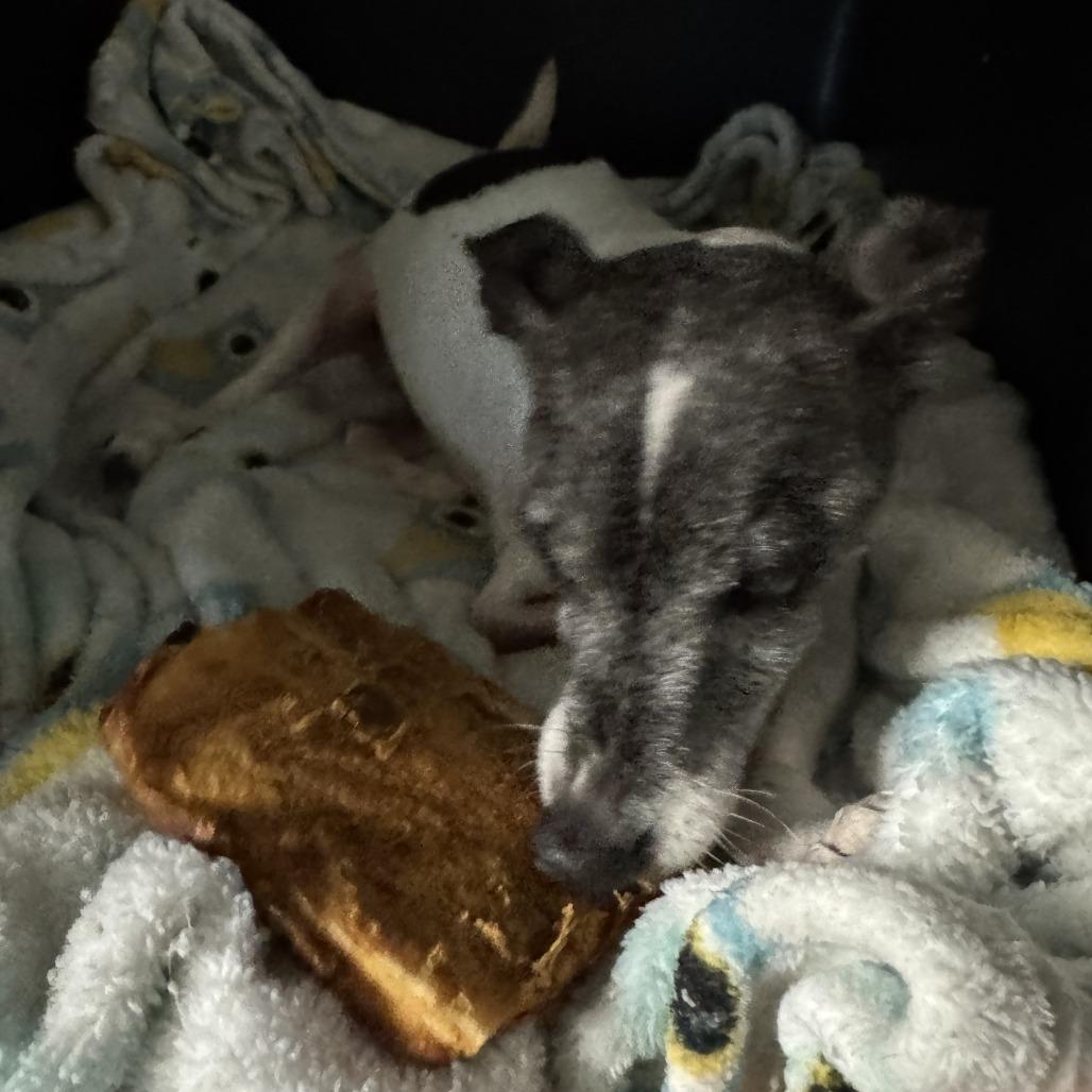 Busted Biscuits (BB), a Adoptable mixed breed in North Port, FL image 4/6