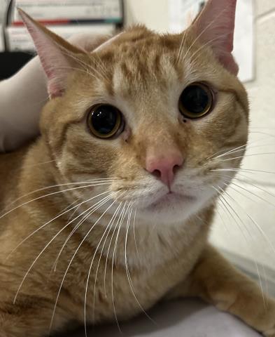 Enlarge CEDAR, a Adoptable Domestic Short Hair in Pensacola, FL image 1/1