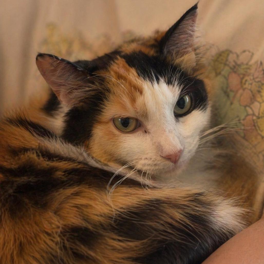Cali, Adoptable, Young Female Domestic Short Hair.