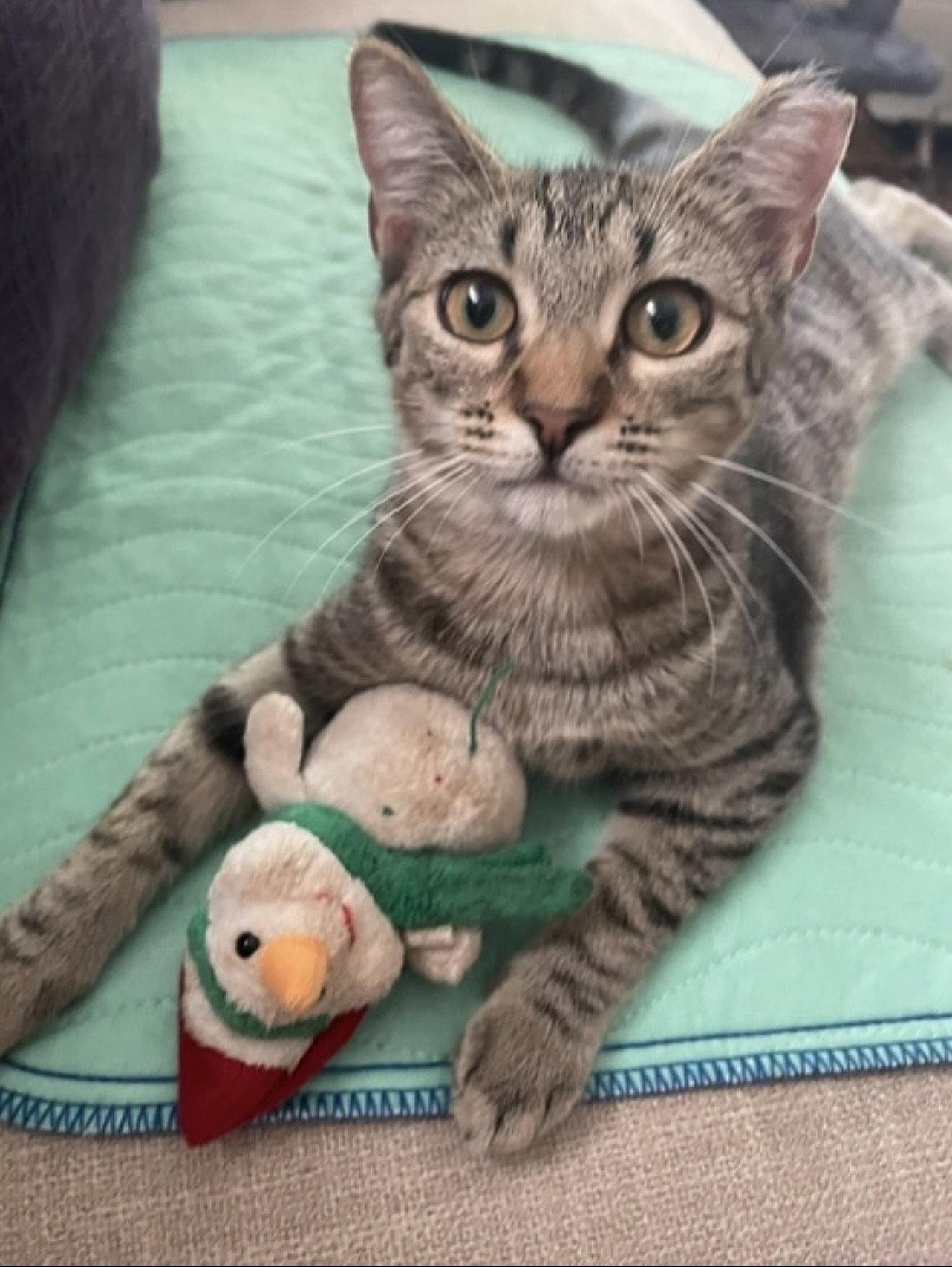 Rachel, Adoptable, Kitten Female Domestic Short Hair.