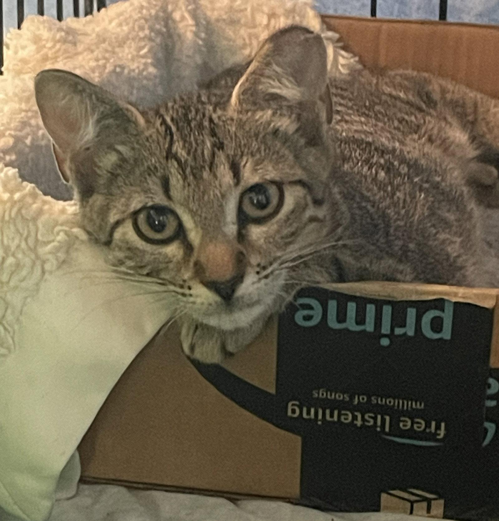 Enlarge Rachel, a Adoptable Domestic Short Hair in Oviedo, FL image 2/3