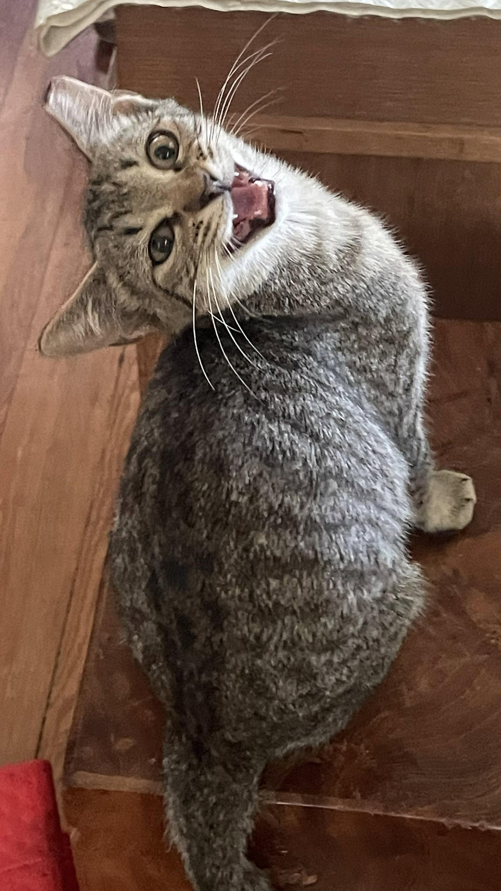 Enlarge Rachel, a Adoptable Domestic Short Hair in Oviedo, FL image 3/3