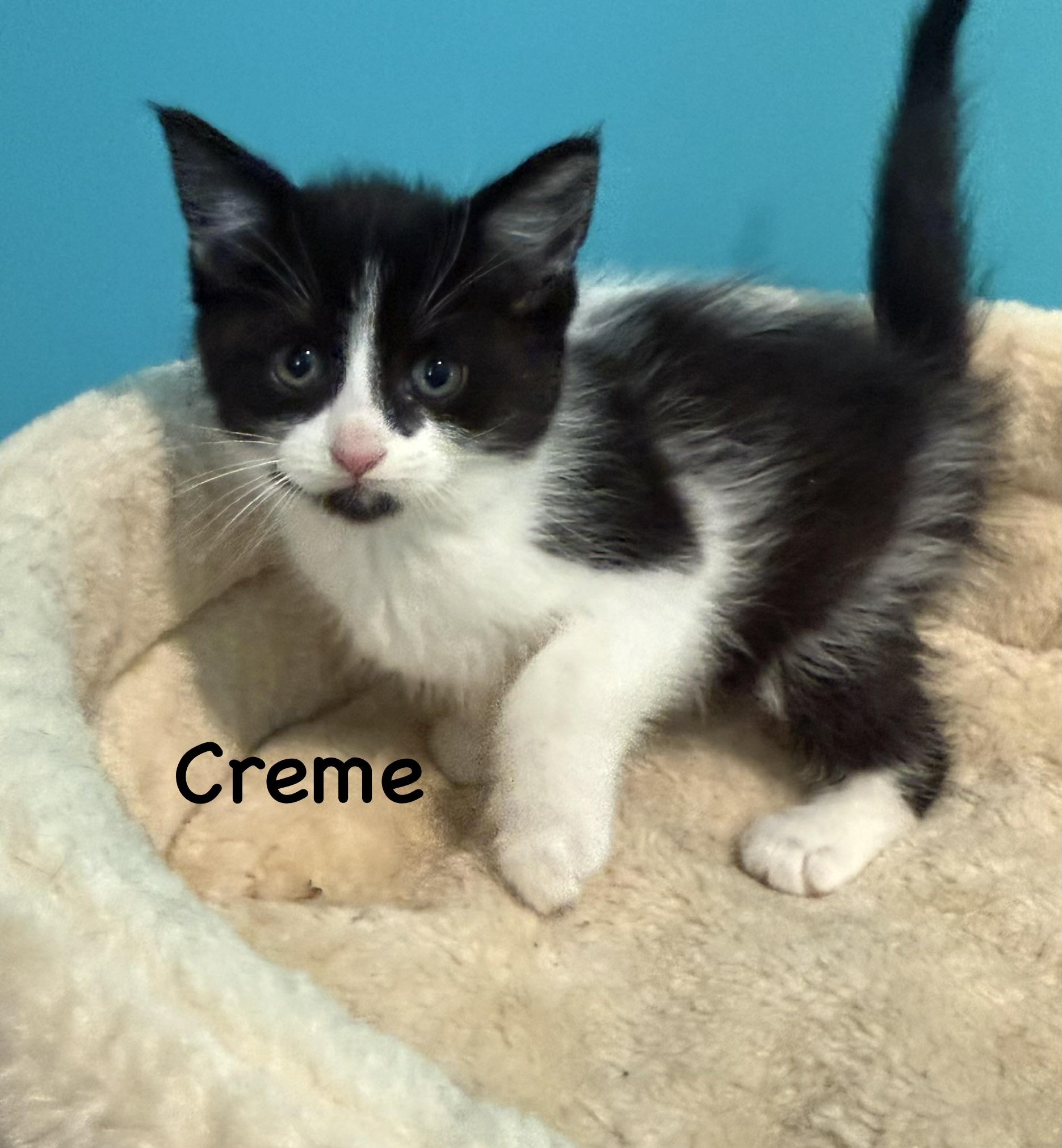 Enlarge Creme (Polydactyl), a Adopted Domestic Short Hair in Frewsburg, NY image 1/2