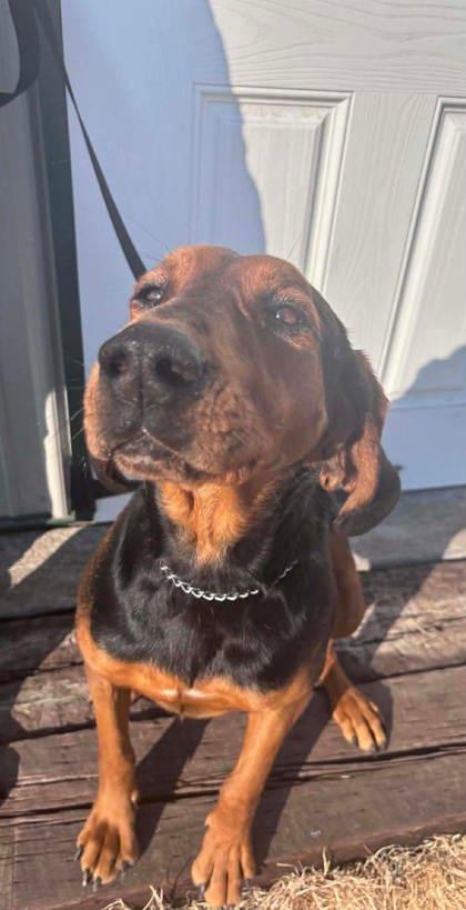 Enlarge Misty, a Adoptable mixed breed in McCook, NE image 1/3