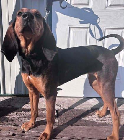 Enlarge Misty, a Adoptable mixed breed in McCook, NE image 2/3