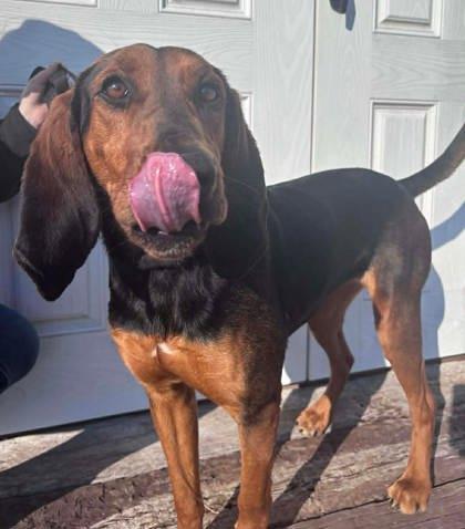 Enlarge Misty, a Adoptable mixed breed in McCook, NE image 3/3