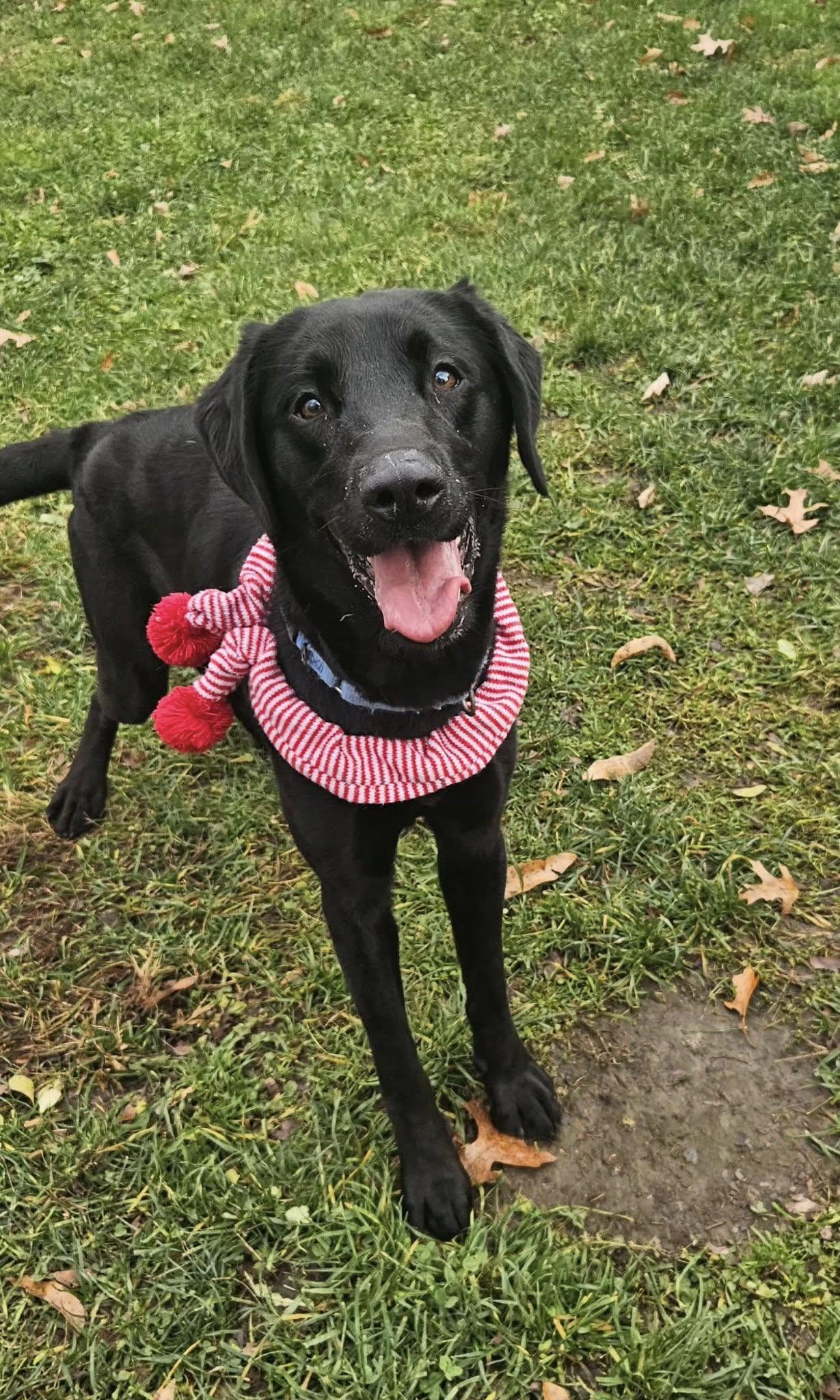 Enlarge Zelda, a ADOPTABLE mixed breed in New Castle, PA image 5/6