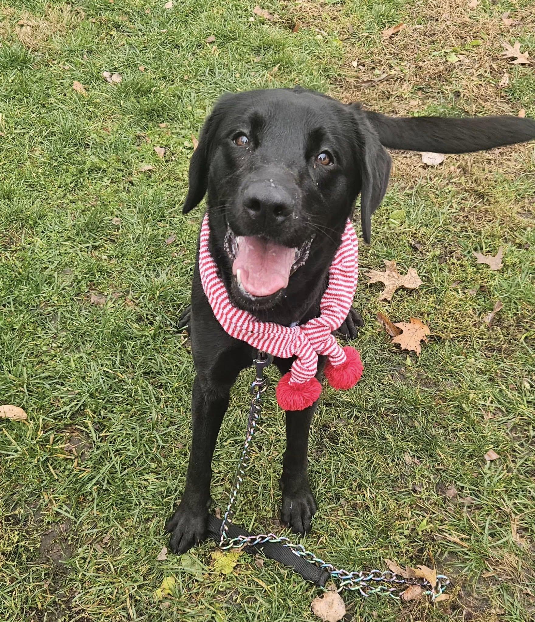 Zelda, ADOPTABLE, Young Female Black Labrador Retriever.