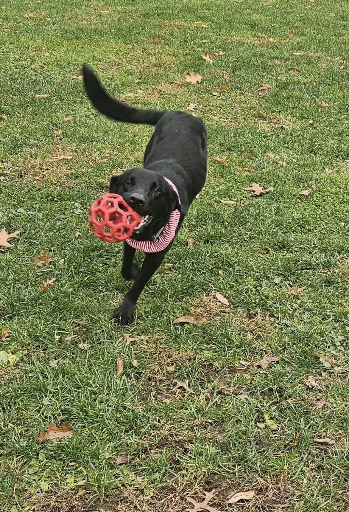 Enlarge Zelda, a ADOPTABLE mixed breed in New Castle, PA image 3/6