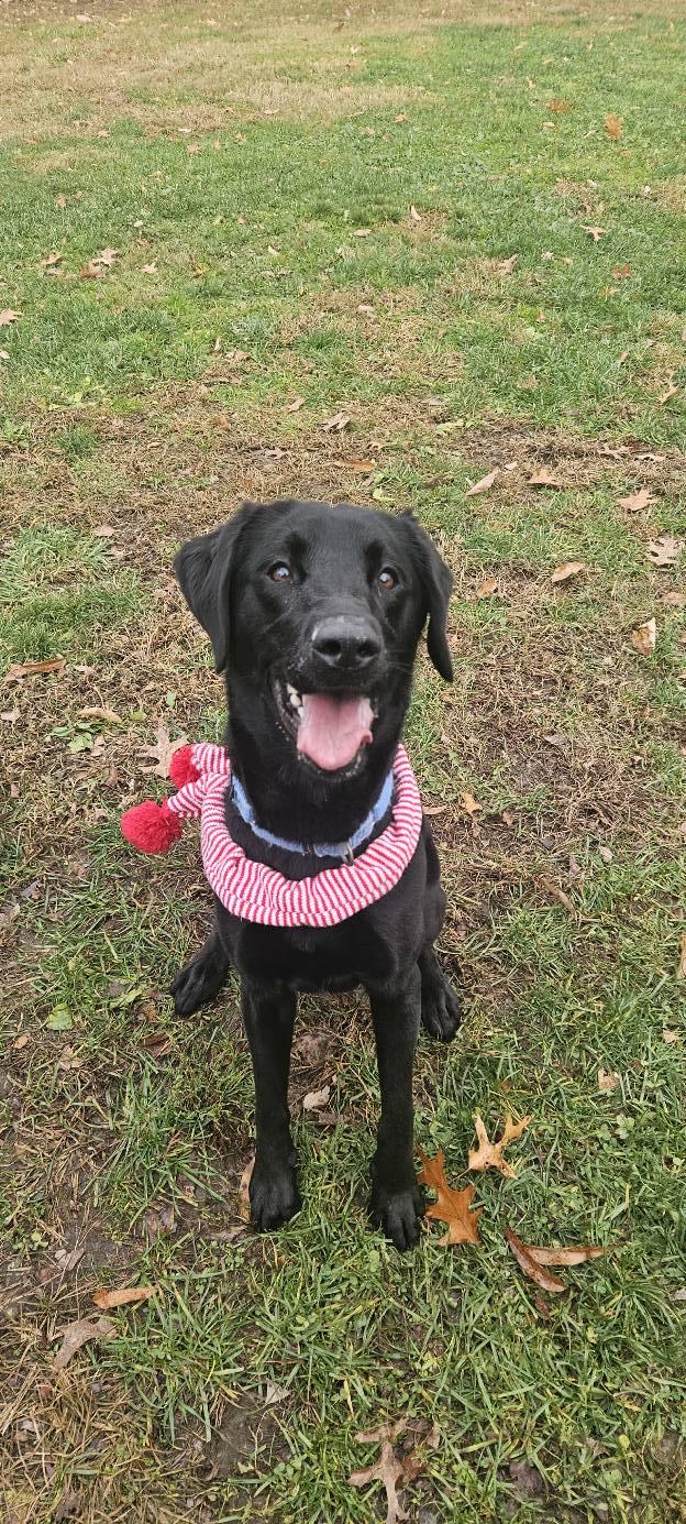 Enlarge Zelda, a ADOPTABLE mixed breed in New Castle, PA image 4/6