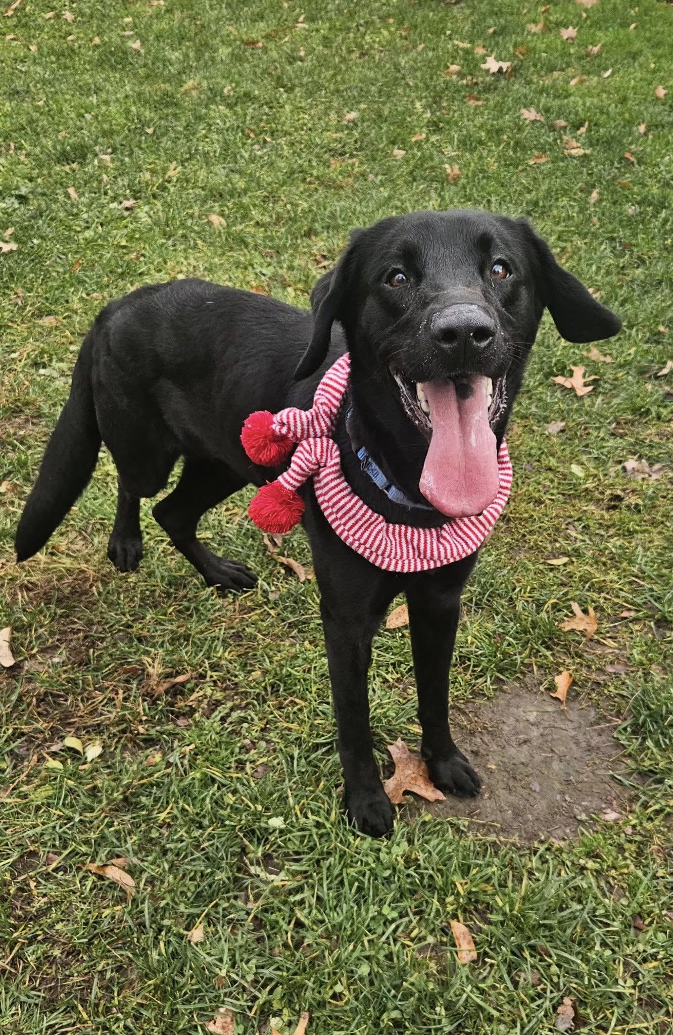 Enlarge Zelda, a ADOPTABLE mixed breed in New Castle, PA image 6/6