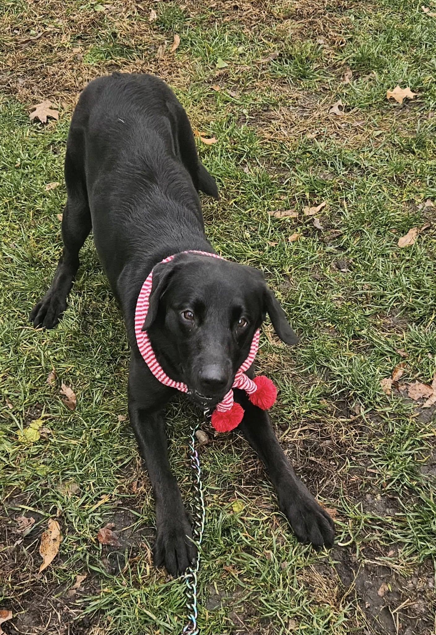 Enlarge Zelda, a ADOPTABLE mixed breed in New Castle, PA image 2/6
