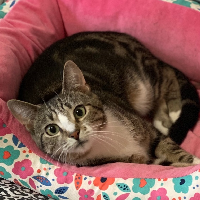 Squiggy , a Adoptable Domestic Short Hair in Goshen, IN image 1/8