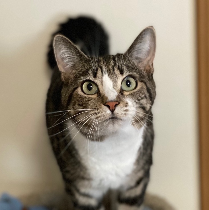 Squiggy , a Adoptable Domestic Short Hair in Goshen, IN image 2/8