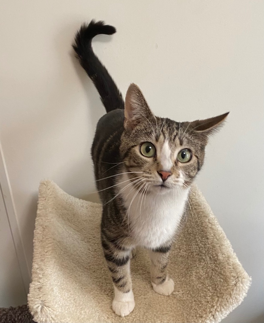 Squiggy , a Adoptable Domestic Short Hair in Goshen, IN image 3/8
