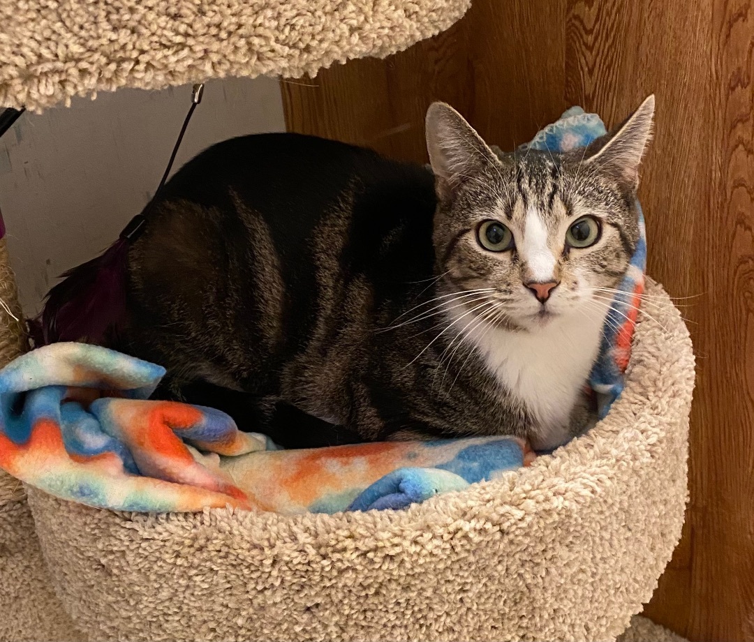 Squiggy , an adoptable Domestic Short Hair in Goshen, IN, 46526 | Photo Image 2