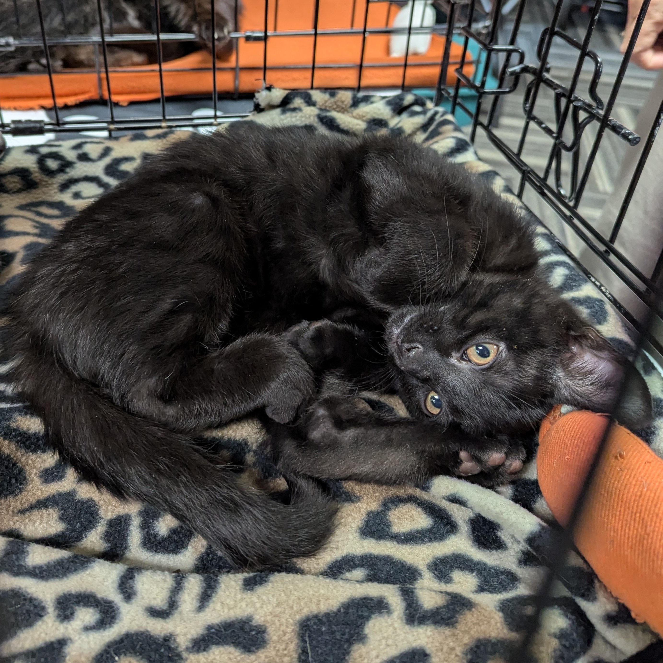 Bolt, Baby Male Domestic Short Hair