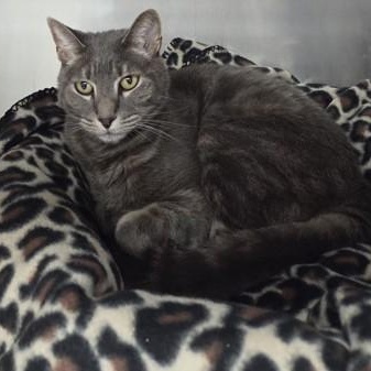 Theo, ADOPTABLE, Senior Male Domestic Short Hair.