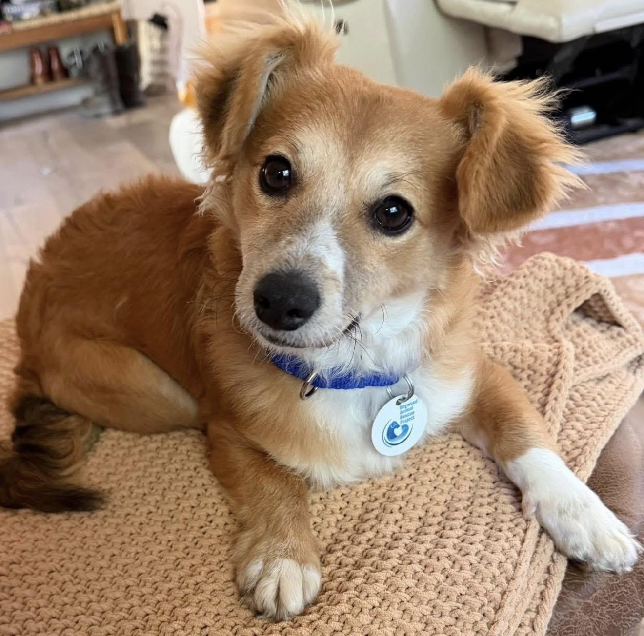 Curry, adoptable, Adult Male Corgi.